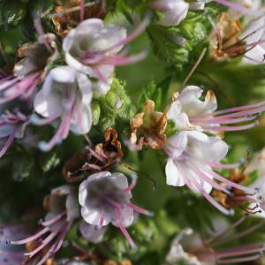 Echium densiflorum DC.