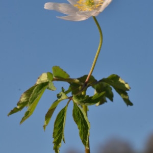 Photographie n°2286290 du taxon Anemone nemorosa L. [1753]