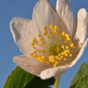 Photographie n°2286292 du taxon Anemone nemorosa L. [1753]