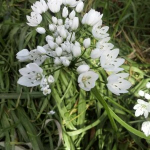 Photographie n°2286304 du taxon Allium neapolitanum Cirillo [1788]