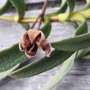 Photographie n°2286310 du taxon Cistus ladanifer L. [1753]