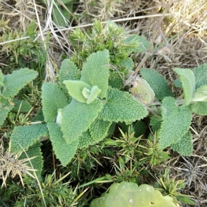 Photographie n°2286311 du taxon Teucrium scorodonia L. [1753]