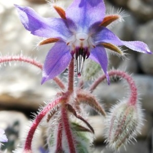 Photographie n°2286355 du taxon Borago officinalis L. [1753]