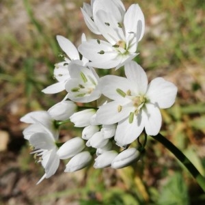 Photographie n°2286356 du taxon Allium neapolitanum Cirillo [1788]