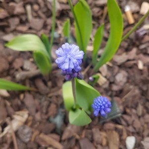 Photographie n°2286385 du taxon Muscari neglectum Guss. ex Ten. [1842]