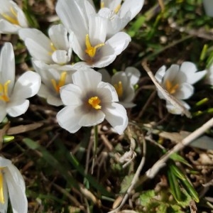 Photographie n°2286391 du taxon Crocus vernus (L.) Hill [1765]