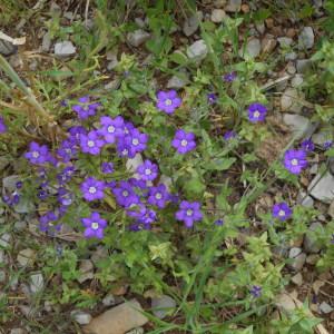 Photographie n°2286402 du taxon Legousia speculum-veneris (L.) Chaix