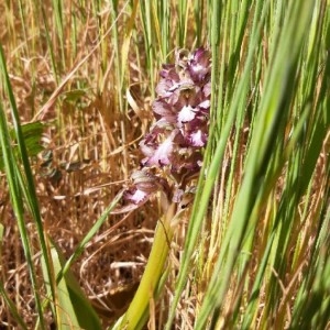 Photographie n°2286430 du taxon Himantoglossum robertianum (Loisel.) P.Delforge [1999]