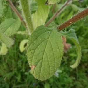 Photographie n°2286432 du taxon Borago officinalis L. [1753]