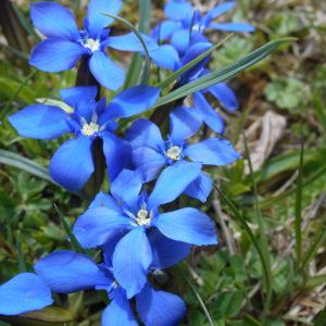 Photographie n°2286434 du taxon Gentiana verna L. [1753]