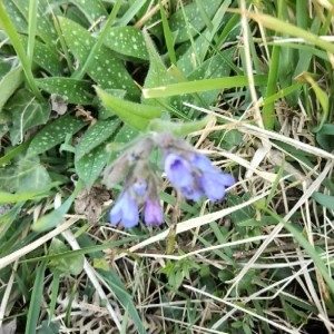 Photographie n°2286438 du taxon Pulmonaria longifolia (Bastard) Boreau [1857]