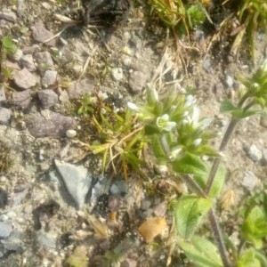 Photographie n°2286472 du taxon Cerastium glomeratum Thuill. [1799]