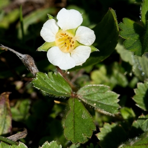 Photographie n°2286487 du taxon Potentilla sterilis (L.) Garcke [1856]