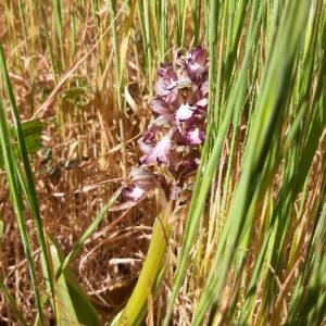 Photographie n°2286511 du taxon Himantoglossum robertianum (Loisel.) P.Delforge