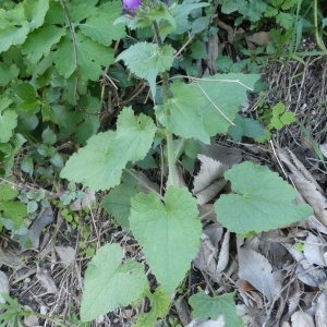 Photographie n°2286513 du taxon Lunaria annua L. [1753]