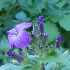 Photographie n°2286514 du taxon Lunaria annua L. [1753]