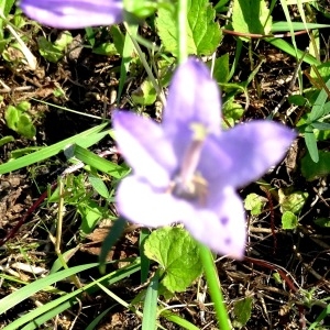 Photographie n°2286618 du taxon Campanula rapunculoides L. [1753]