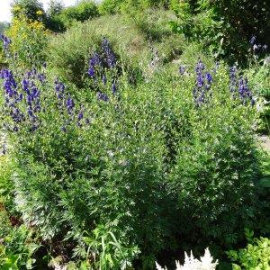 Photographie n°2286648 du taxon Aconitum napellus subsp. napellus 