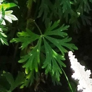  - Aconitum napellus subsp. napellus 