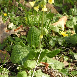 Photographie n°2286715 du taxon Primula elatior (L.) Hill [1765]