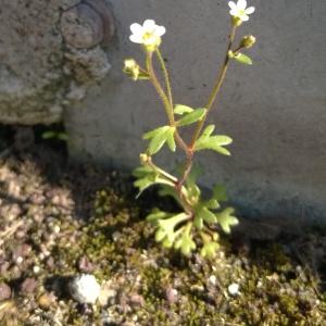 Photographie n°2286742 du taxon Saxifraga tridactylites L. [1753]