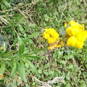 Photographie n°2286758 du taxon Erysimum cheiri (L.) Crantz [1769]