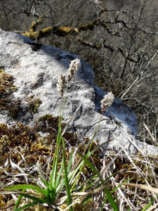 Herve Meynier, le 24 mars 2019 (Coyron)