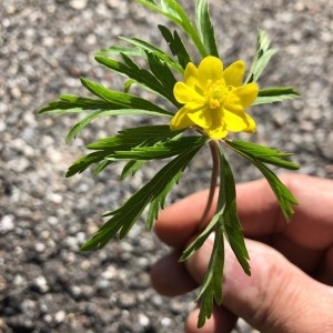 Photographie n°2286777 du taxon Anemone ranunculoides L.