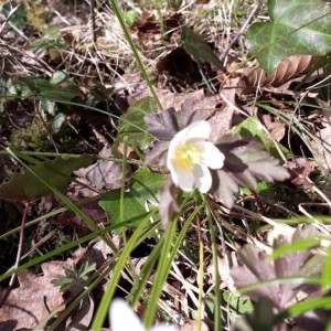 Photographie n°2286780 du taxon Anemone nemorosa L. [1753]