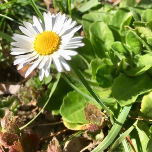 Photographie n°2286782 du taxon Bellis perennis L. [1753]