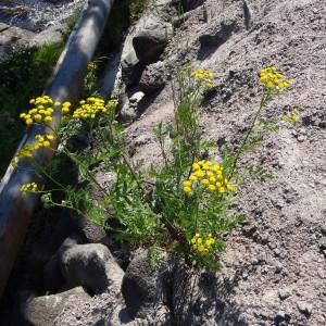 Photographie n°2286794 du taxon Tanacetum vulgare L. [1753]