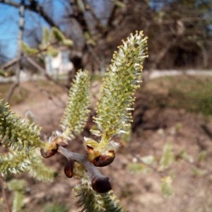 Photographie n°2286797 du taxon Salix alba L. [1753]