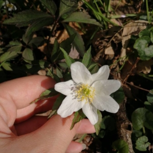 Photographie n°2286815 du taxon Anemone nemorosa L. [1753]