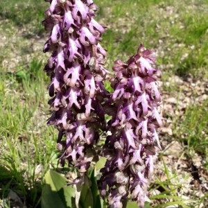 Photographie n°2286820 du taxon Himantoglossum robertianum (Loisel.) P.Delforge [1999]