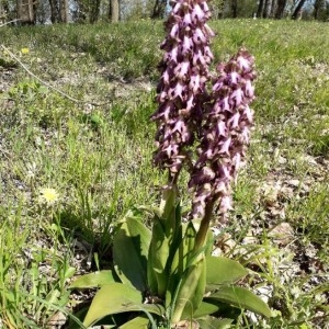 Photographie n°2286821 du taxon Himantoglossum robertianum (Loisel.) P.Delforge [1999]