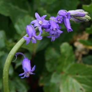 Photographie n°2286838 du taxon Hyacinthoides non-scripta (L.) Chouard ex Rothm. [1944]