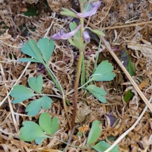 Photographie n°2286839 du taxon Corydalis solida (L.) Clairv.