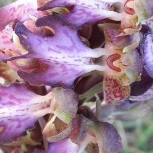Photographie n°2286850 du taxon Himantoglossum robertianum (Loisel.) P.Delforge [1999]