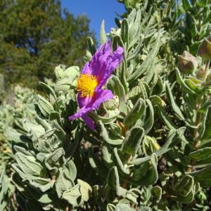 Photographie n°2286876 du taxon Cistus albidus L. [1753]