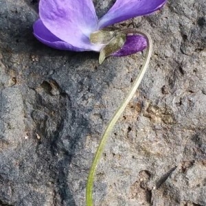 Photographie n°2286891 du taxon Viola hirta L. [1753]