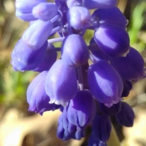 Photographie n°2286917 du taxon Muscari neglectum Guss. ex Ten.