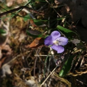 Photographie n°2286960 du taxon Viola rupestris F.W.Schmidt [1791]