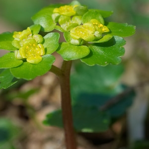 Photographie n°2286977 du taxon Chrysosplenium alternifolium L. [1753]