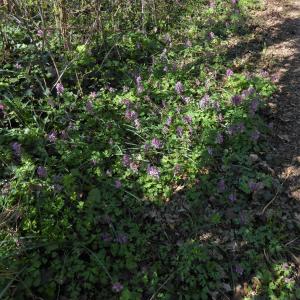 Photographie n°2286990 du taxon Corydalis solida (L.) Clairv.