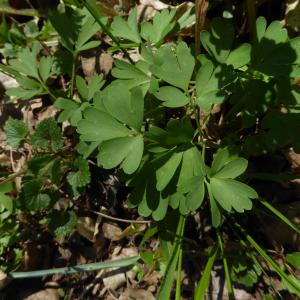 Photographie n°2286992 du taxon Corydalis solida (L.) Clairv.