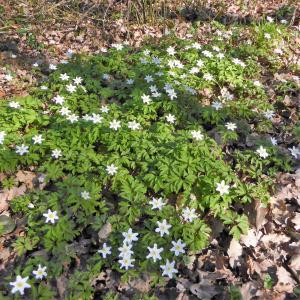 Photographie n°2286996 du taxon Anemone nemorosa L. [1753]