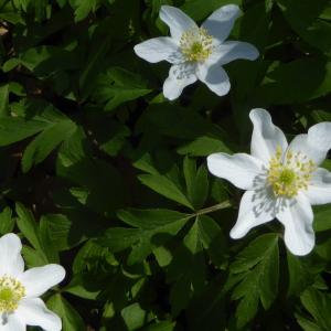 Photographie n°2286998 du taxon Anemone nemorosa L. [1753]