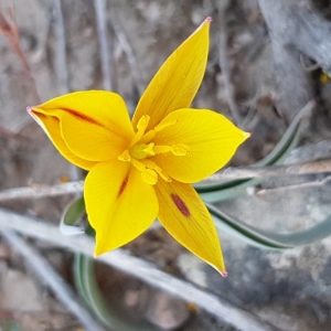 Photographie n°2287007 du taxon Tulipa sylvestris L.