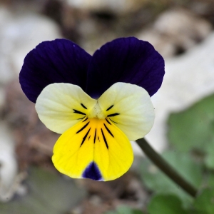 Photographie n°2287021 du taxon Viola tricolor L.