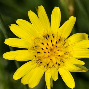 Photographie n°2287029 du taxon Tragopogon pratensis L.